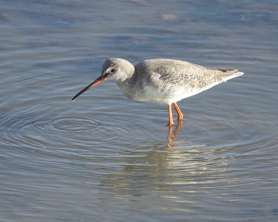 spotted redshank